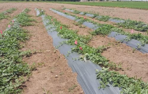 Ciencia que endulza: la UACH impulsa investigación para mejorar la calidad de la sandía con biotecnología natural