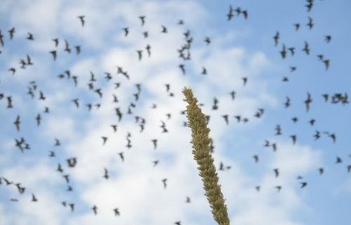 Impulsa UACH la conservación de los murciélagos y la biodiversidad de Chihuahua